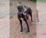 Small #2 Greyhound