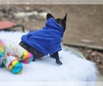 Small Photo #3 French Bulldog Puppy For Sale in CRANSTON, RI, USA