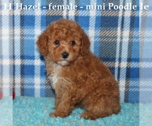 Poodle (Miniature) Dog for Adoption in HOPKINSVILLE, Kentucky USA