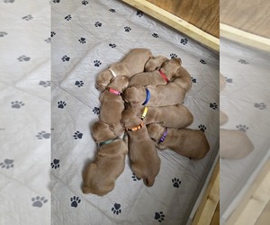 Golden Retriever Puppy for sale in CALABASH, NC, USA