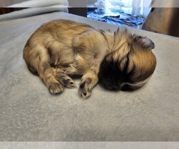 Medium Photo #3 Shih Tzu Puppy For Sale in BROCKPORT, NY, USA