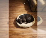 Small #4 Boxer Mix