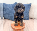 Small #4 Cavapoo (Miniature)