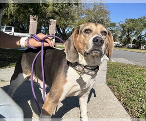 Beagle Dogs for adoption in Sanford, FL, USA