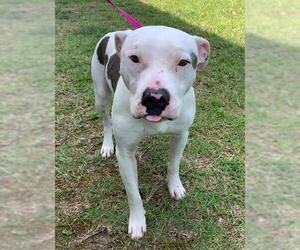 American Pit Bull Terrier Dogs for adoption in Fayetteville, NC, USA