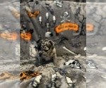 Small Photo #3 French Bulldog Puppy For Sale in OCALA, FL, USA