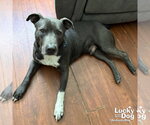 Small #11 Labrador Retriever Mix