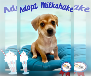 Dachshund Dogs for adoption in Menifee, CA, USA