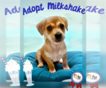 Small Dachshund