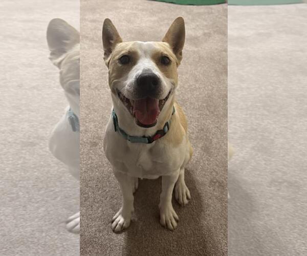 Medium Photo #3 Mutt Puppy For Sale in Incline Village, NV, USA