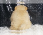 Small #5 Pomeranian