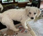 Small #9 Bichon Frise