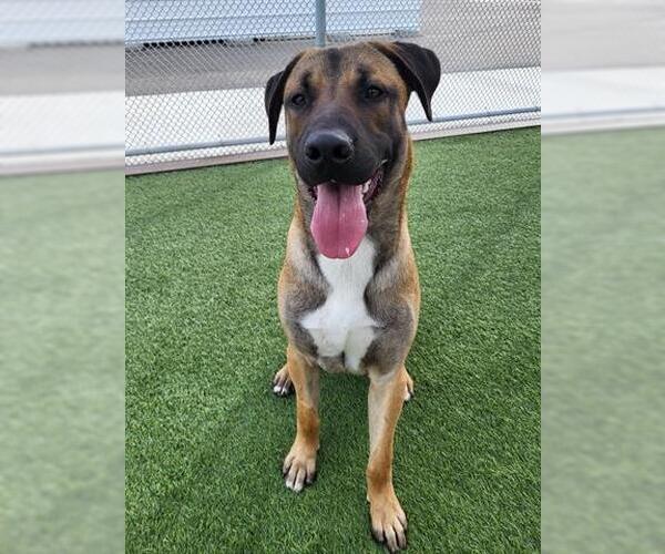 Medium Photo #2 Black Mouth Cur-Unknown Mix Puppy For Sale in Lathrop, CA, USA