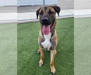 MARTY - Male Black Mouth Cur-Unknown Mix Dog for Adoption - Photo #2