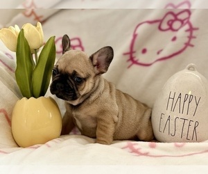 French Bulldog Puppy for sale in OJAI, CA, USA