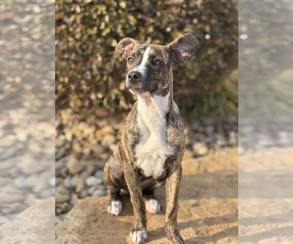 Medium Photo #6 Mutt Puppy For Sale in Greenville, SC, USA