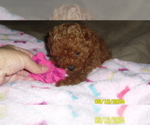 Poodle (Toy) Puppy for sale in DULUTH, GA, USA