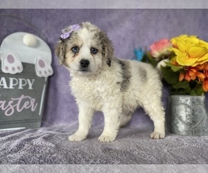 Miniature Bernedoodle Puppy for sale in LANCASTER, PA, USA