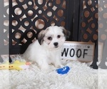 Small Photo #2 Zuchon Puppy For Sale in MOUNT VERNON, OH, USA