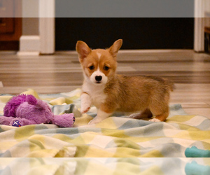 Pembroke Welsh Corgi Puppy for sale in GUTHRIE, KY, USA