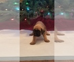 Small Photo #11 Mastiff Puppy For Sale in FULTON, NY, USA