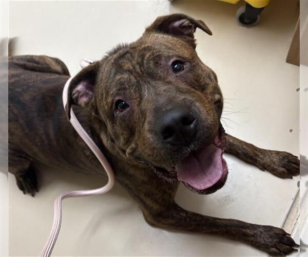Medium Photo #1 American Staffordshire Terrier-Unknown Mix Puppy For Sale in Center Township, PA, USA