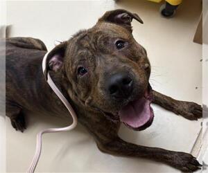 American Staffordshire Terrier-Unknown Mix Dogs for adoption in Center Township, PA, USA