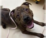 Small American Staffordshire Terrier Mix