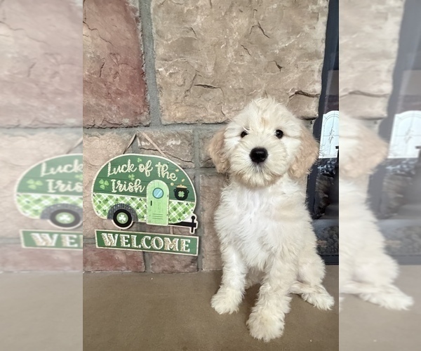 Medium Photo #2 Portuguese Water Dog Puppy For Sale in SWARTZ CREEK, MI, USA