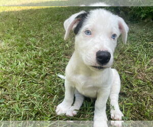 Lab-Pointer Dogs for adoption in The Woodlands, TX, USA