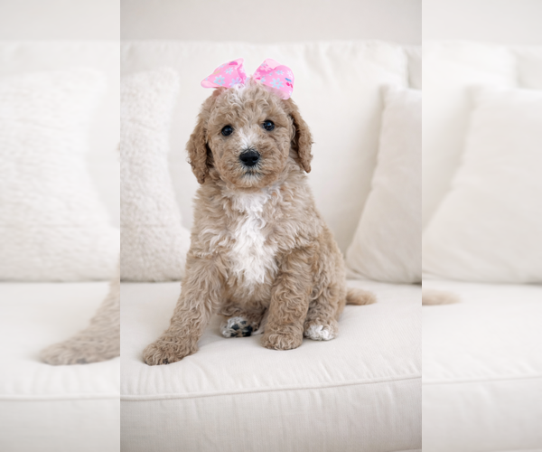 Medium Photo #5 Goldendoodle Puppy For Sale in HESPERIA, CA, USA