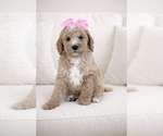 Small #4 Goldendoodle