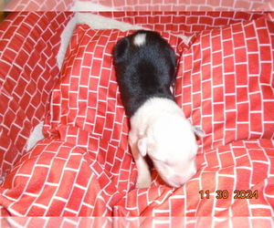 Old English Sheepdog Puppy for sale in RAYMORE, MO, USA