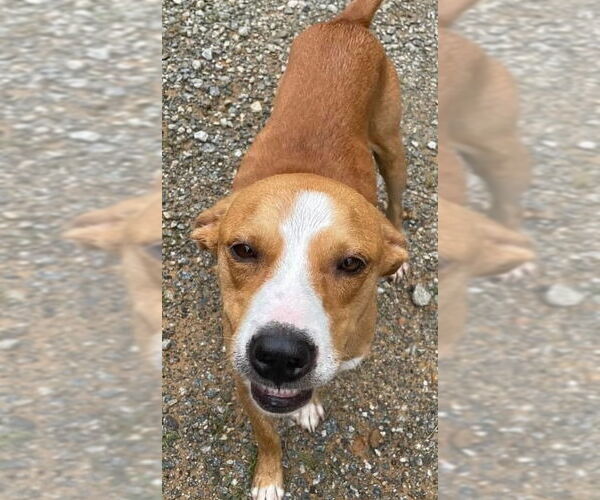 Medium Photo #2 Black Mouth Cur-Unknown Mix Puppy For Sale in Canton, CT, USA