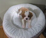 Image preview for Ad Listing. Nickname: Litter of 2