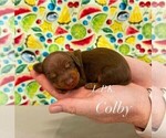 Small #2 Dachshund