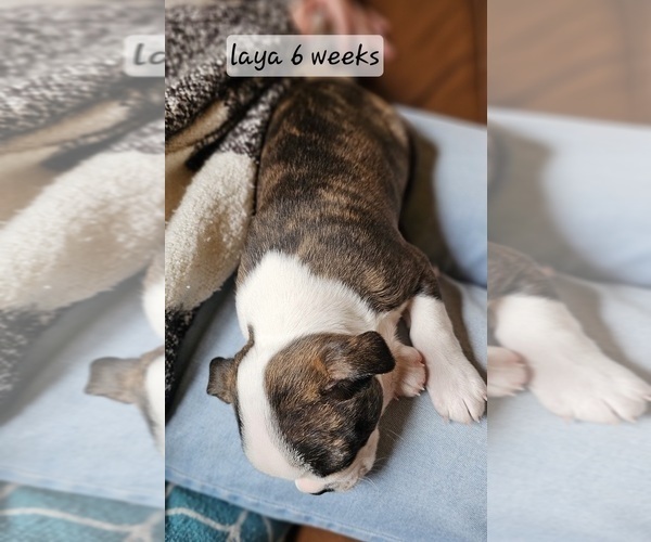 Medium Photo #8 Boston Terrier Puppy For Sale in GENOA, NE, USA