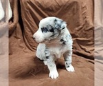 Small Photo #6 Australian Shepherd Puppy For Sale in BRIDGEWATER, VA, USA