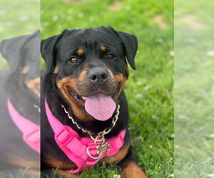 Rottweiler Dogs for adoption in San Diego, CA, USA