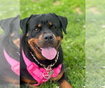 Small Rottweiler