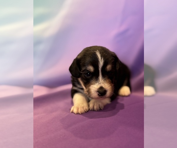 Medium Photo #5 Corgipoo Puppy For Sale in LONGMONT, CO, USA