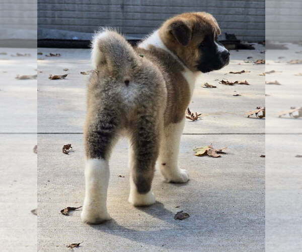 Medium Photo #5 Akita Puppy For Sale in STRAFFORD, MO, USA