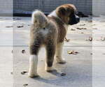 Small #4 Akita