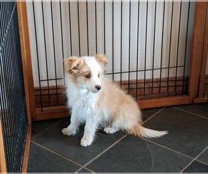 Border Collie Puppy for sale in PEYTON, CO, USA