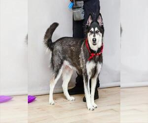Siberian Husky Dogs for adoption in Sanford, FL, USA