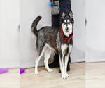 Small Siberian Husky