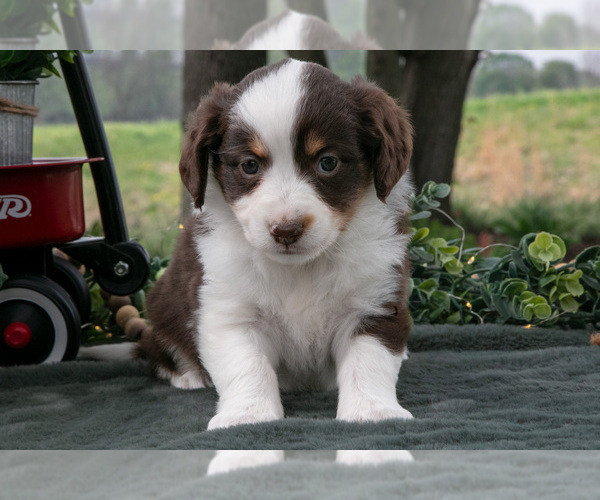 Medium Photo #2 Miniature Australian Shepherd Puppy For Sale in CHRISTIANA, PA, USA