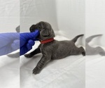 Puppy Ms Red Newfoundland