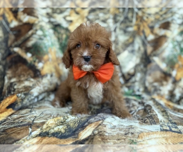 Medium Photo #1 Cavapoo (Miniature) Puppy For Sale in LAKELAND, FL, USA