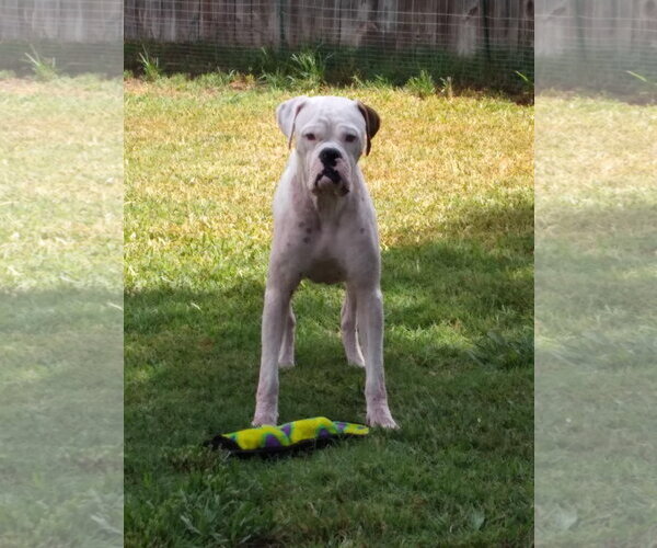 Medium Photo #6 Boxer Puppy For Sale in  Katy, TX, USA